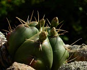 Close up of Gymnocalycium horstii  with flower buds Immature form,Magnoliopsida,South America,Photosynthetic,Tracheophyta,Terrestrial,Grassland,Gymnocalycium,Cactaceae,Endangered,Plantae,Temperate,Caryophyllales,IUCN Red List