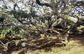 Homalanthus polyandrus trunk and branches Mature form,Magnoliopsida,Plantae,Photosynthetic,Australia,Euphorbiales,Euphorbiaceae,IUCN Red List,Vulnerable,Homalanthus,Tracheophyta,Terrestrial