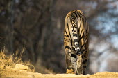 Bengal tiger walking along forest track walking,track,rear view,Carnivora,Panthera,Tropical,Mammalia,Appendix I,tigris,Felidae,Carnivorous,Extinct,Chordata,Asia,Temperate,Animalia,Critically Endangered,Endangered,Terrestrial,IUCN Red List