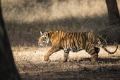 Bengal tiger cub on the move cub,young,track,walking,Carnivora,Panthera,Tropical,Mammalia,Appendix I,tigris,Felidae,Carnivorous,Extinct,Chordata,Asia,Temperate,Animalia,Critically Endangered,Endangered,Terrestrial,IUCN Red List