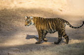 Bengal tiger cub on track, side view cub,young,track,walking,side view,Carnivora,Panthera,Tropical,Mammalia,Appendix I,tigris,Felidae,Carnivorous,Extinct,Chordata,Asia,Temperate,Animalia,Critically Endangered,Endangered,Terrestrial,IUCN