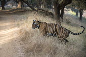 Bengal tiger at edge of forest track track,forest,adult,big cat,national park,Carnivora,Panthera,Tropical,Mammalia,Appendix I,tigris,Felidae,Carnivorous,Extinct,Chordata,Asia,Temperate,Animalia,Critically Endangered,Endangered,Terrestria