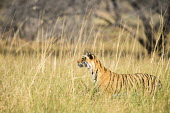 Bengal tigress long grasses female,side view,grass,Carnivora,Panthera,Tropical,Mammalia,Appendix I,tigris,Felidae,Carnivorous,Extinct,Chordata,Asia,Temperate,Animalia,Critically Endangered,Endangered,Terrestrial,IUCN Red List