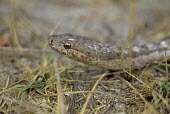 Female Antiguan racer Adult,Adult Female,Alsophis,Reptilia,Terrestrial,Animalia,Carnivorous,Critically Endangered,North America,Tropical,Squamata,antiguae,Colubridae,Chordata,IUCN Red List