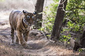 Bengal tiger walking along forest track walking,forest,national park,Carnivora,Panthera,Tropical,Mammalia,Appendix I,tigris,Felidae,Carnivorous,Extinct,Chordata,Asia,Temperate,Animalia,Critically Endangered,Endangered,Terrestrial,IUCN Red L