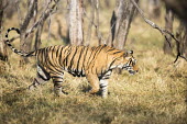 Bengal tigress on the move female,walking,forest,national park,Carnivora,Panthera,Tropical,Mammalia,Appendix I,tigris,Felidae,Carnivorous,Extinct,Chordata,Asia,Temperate,Animalia,Critically Endangered,Endangered,Terrestrial,IUC