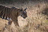 Bengal tiger walking walking,adult,side view,Carnivora,Panthera,Tropical,Mammalia,Appendix I,tigris,Felidae,Carnivorous,Extinct,Chordata,Asia,Temperate,Animalia,Critically Endangered,Endangered,Terrestrial,IUCN Red List