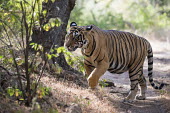 Bengal tiger on forest track walking,forest,national park,Carnivora,Panthera,Tropical,Mammalia,Appendix I,tigris,Felidae,Carnivorous,Extinct,Chordata,Asia,Temperate,Animalia,Critically Endangered,Endangered,Terrestrial,IUCN Red L