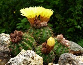 Parodia ottonis Flower,Plantae,Grassland,Rock,Caryophyllales,Temperate,Photosynthetic,Cactaceae,Mountains,Magnoliopsida,Tracheophyta,Terrestrial,Vulnerable,Parodia,South America,IUCN Red List