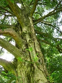 Torreya nucifera trunk Mature form,Tracheophyta,Terrestrial,Asia,Coniferopsida,IUCN Red List,Photosynthetic,Plantae,Torreya,Coniferales,Lower Risk,Taxaceae,Least Concern