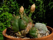 Potted Gymnocalycium horstii with flower buds Magnoliopsida,South America,Photosynthetic,Tracheophyta,Terrestrial,Grassland,Gymnocalycium,Cactaceae,Endangered,Plantae,Temperate,Caryophyllales,IUCN Red List