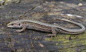 Meadow lizard on log Adult,Meadow lizard,Darevskia praticola,Lacertidae,Wall Lizards,Reptilia,Reptiles,Squamata,Lizards and Snakes,Chordates,Chordata,Lezard der Prairies,Forest,Grassland,Terrestrial,Carnivorous,Darevskia,