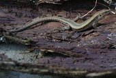 Meadow lizard on ground Adult,Forest,Lacertidae,Grassland,Terrestrial,Carnivorous,Darevskia,Chordata,Animalia,IUCN Red List,Europe,Reptilia,Squamata,Asia,Near Threatened,Temperate