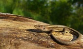 Meadow lizard basking on log Adult,Forest,Lacertidae,Grassland,Terrestrial,Carnivorous,Darevskia,Chordata,Animalia,IUCN Red List,Europe,Reptilia,Squamata,Asia,Near Threatened,Temperate