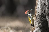 Himalayan flameback Black-rumped flameback,tree,side view,woodpecker,Picidae,Animalia,Terrestrial,Least Concern,Aves,Dinopium,Carnivorous,Chordata,IUCN Red List,Forest,Asia,Piciformes