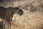 Bengal tiger (Panthera tigris tigris) profile adult,profile,Carnivora,Panthera,Tropical,Mammalia,Appendix I,tigris,Felidae,Carnivorous,Extinct,Chordata,Asia,Temperate,Animalia,Critically Endangered,Endangered,Terrestrial,IUCN Red List