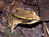 Green-eyed frog on leaf litter Adult,Sub-tropical,Lithobates,Omnivorous,Animalia,Terrestrial,Ranidae,Ponds and lakes,Temporary water,Agricultural,Streams and rivers,Anura,vibicarius,Chordata,Amphibia,Vulnerable,Rainforest,South Ame