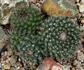 Mammillaria bocensis Photosynthetic,Magnoliopsida,Terrestrial,Tracheophyta,Caryophyllales,Plantae,Scrub,Tropical,South America,Mammillaria,Sub-tropical,Vulnerable,Cactaceae,IUCN Red List