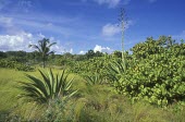 Typical vegetation as habitat for Antiguan racer General habitat shot (without species),Habitat,Alsophis,Reptilia,Terrestrial,Animalia,Carnivorous,Critically Endangered,North America,Tropical,Squamata,antiguae,Colubridae,Chordata,IUCN Red List