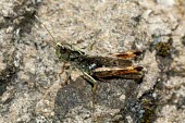 Chorthippus acroleucus Terrestrial,Herbivorous,Europe,Animalia,Insecta,Arthropoda,Orthoptera,Chorthippus,Acrididae,Grassland