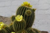 Parodia schumanniana flowering Flower,Tropical,Terrestrial,Parodia,IUCN Red List,Tracheophyta,Cactaceae,Rock,Forest,Sub-tropical,Caryophyllales,Plantae,Magnoliopsida,Photosynthetic,Vulnerable,Mountains,South America