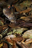 Peacock katydid in defensive stance Terrestrial,Forest,Animalia,Not Evaluated,Pterochroza,Orthoptera,Arthropoda,Tettigoniidae,South America,Insecta,Herbivorous,Rainforest,Tropical