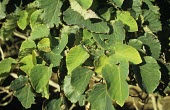 Homalanthus polyandrus leaves Mature form,Magnoliopsida,Plantae,Photosynthetic,Australia,Euphorbiales,Euphorbiaceae,IUCN Red List,Vulnerable,Homalanthus,Tracheophyta,Terrestrial