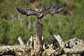 Madagascan fish eagle - Haliaeetus vociferoides madagascan fish eagle,haliaeetus vociferoides,madagascan sea eagle,sea eagle,madagascar,nosy be,accipitriformes,accipitridae,aquila del madagascar,eagle,Critically Endangered,Chordata,vociferoides,Pon