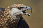 Madagascan fish eagle - Haliaeetus vociferoides madagascan fish eagle,haliaeetus vociferoides,madagascan sea eagle,sea eagle,madagascar,nosy be,accipitriformes,accipitridae,aquila del madagascar,eagle,Critically Endangered,Chordata,vociferoides,Pon