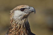 Madagascan fish eagle - Haliaeetus vociferoides madagascan fish eagle,haliaeetus vociferoides,madagascan sea eagle,sea eagle,madagascar,nosy be,accipitriformes,accipitridae,aquila del madagascar,eagle,Critically Endangered,Chordata,vociferoides,Pon