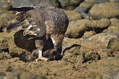 Madagascan fish eagle - Haliaeetus vociferoides madagascan fish eagle,haliaeetus vociferoides,madagascan sea eagle,sea eagle,madagascar,nosy be,accipitriformes,accipitridae,aquila del madagascar,eagle,Critically Endangered,Chordata,vociferoides,Pon