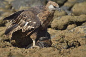 Madagascan fish eagle - Haliaeetus vociferoides madagascan fish eagle,haliaeetus vociferoides,madagascan sea eagle,sea eagle,madagascar,nosy be,accipitriformes,accipitridae,aquila del madagascar,eagle,Critically Endangered,Chordata,vociferoides,Pon