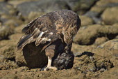 Madagascan fish eagle - Haliaeetus vociferoides madagascan fish eagle,haliaeetus vociferoides,madagascan sea eagle,sea eagle,madagascar,nosy be,accipitriformes,accipitridae,aquila del madagascar,eagle,Critically Endangered,Chordata,vociferoides,Pon