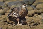 Madagascan fish eagle - Haliaeetus vociferoides madagascan fish eagle,haliaeetus vociferoides,madagascan sea eagle,sea eagle,madagascar,nosy be,accipitriformes,accipitridae,aquila del madagascar,eagle,Critically Endangered,Chordata,vociferoides,Pon