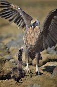 Madagascan fish eagle - Haliaeetus vociferoides madagascan fish eagle,haliaeetus vociferoides,madagascan sea eagle,sea eagle,madagascar,nosy be,accipitriformes,accipitridae,aquila del madagascar,eagle,Critically Endangered,Chordata,vociferoides,Pon