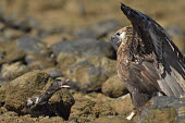 Madagascan fish eagle - Haliaeetus vociferoides madagascan fish eagle,haliaeetus vociferoides,madagascan sea eagle,sea eagle,madagascar,nosy be,accipitriformes,accipitridae,aquila del madagascar,eagle,Critically Endangered,Chordata,vociferoides,Pon