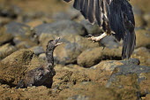 Madagascan fish eagle - Haliaeetus vociferoides madagascan fish eagle,haliaeetus vociferoides,madagascan sea eagle,sea eagle,madagascar,nosy be,accipitriformes,accipitridae,aquila del madagascar,eagle,Critically Endangered,Chordata,vociferoides,Pon