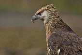 Madagascan fish eagle - Haliaeetus vociferoides madagascan fish eagle,haliaeetus vociferoides,madagascan sea eagle,sea eagle,madagascar,nosy be,accipitriformes,accipitridae,aquila del madagascar,eagle,Critically Endangered,Chordata,vociferoides,Pon