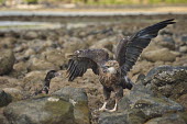 Madagascan fish eagle - Haliaeetus vociferoides madagascan fish eagle,haliaeetus vociferoides,madagascan sea eagle,sea eagle,madagascar,nosy be,accipitriformes,accipitridae,aquila del madagascar,eagle,Critically Endangered,Chordata,vociferoides,Pon