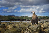 Madagascan fish eagle - Haliaeetus vociferoides madagascan fish eagle,haliaeetus vociferoides,madagascan sea eagle,sea eagle,madagascar,nosy be,accipitriformes,accipitridae,aquila del madagascar,eagle,Critically Endangered,Chordata,vociferoides,Pon