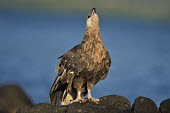 Madagascan fish eagle - Haliaeetus vociferoides madagascan fish eagle,haliaeetus vociferoides,madagascan sea eagle,sea eagle,madagascar,nosy be,accipitriformes,accipitridae,aquila del madagascar,eagle,Critically Endangered,Chordata,vociferoides,Pon