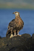 Madagascan fish eagle - Haliaeetus vociferoides madagascan fish eagle,haliaeetus vociferoides,madagascan sea eagle,sea eagle,madagascar,nosy be,accipitriformes,accipitridae,aquila del madagascar,eagle,Critically Endangered,Chordata,vociferoides,Pon