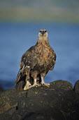 Madagascan fish eagle - Haliaeetus vociferoides madagascan fish eagle,haliaeetus vociferoides,madagascan sea eagle,sea eagle,madagascar,nosy be,accipitriformes,accipitridae,aquila del madagascar,eagle,Critically Endangered,Chordata,vociferoides,Pon