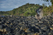 Madagascan fish eagle - Haliaeetus vociferoides madagascan fish eagle,haliaeetus vociferoides,madagascan sea eagle,sea eagle,madagascar,nosy be,accipitriformes,accipitridae,aquila del madagascar,eagle,Critically Endangered,Chordata,vociferoides,Pon