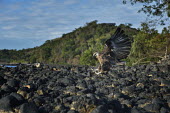 Madagascan fish eagle - Haliaeetus vociferoides madagascan fish eagle,haliaeetus vociferoides,madagascan sea eagle,sea eagle,madagascar,nosy be,accipitriformes,accipitridae,aquila del madagascar,eagle,Critically Endangered,Chordata,vociferoides,Pon