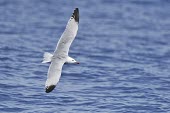 Audouin's gull - Ichthyaetus audouinii Massimiliano Sticca charadiformes,gabbiano corso,gabbiano,Audouin's Gull,laridae,Ichthyaetus,Ichthyaetus audouinii,Coastal,Salt marsh,Chordata,Near Threatened,Charadriiformes,Larus,Carnivorous,audouinii,Animalia,Asia,Rock,Europe,Terrestrial,Aquatic,Laridae,Shore,Aves,Flying,Africa,IUCN Red List