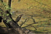 Black bittern - Ixobrychus flavicollis black bittern,ixobrychus flavicollis,pelecaniformes,ardeidae,india,bharatpur