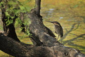 Black bittern - Ixobrychus flavicollis black bittern,ixobrychus flavicollis,pelecaniformes,ardeidae,india,bharatpur