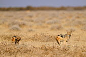 Black-backed jackal - Canis mesomelas -,etosha,namibia,coyote,Canis mesomelas,Canis,jackal,Black-backed jackal,Carnivores,Carnivora,Mammalia,Mammals,Dog, Coyote, Wolf, Fox,Canidae,Chordates,Chordata,Semi-desert,Forest,Terrestrial,Mountain