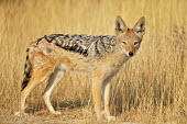 Black-backed jackal - Canis mesomelas etosha,namibia,coyote,Canis mesomelas,Canis,jackal,Black-backed jackal,Carnivores,Carnivora,Mammalia,Mammals,Dog, Coyote, Wolf, Fox,Canidae,Chordates,Chordata,Semi-desert,Forest,Terrestrial,Mountains,